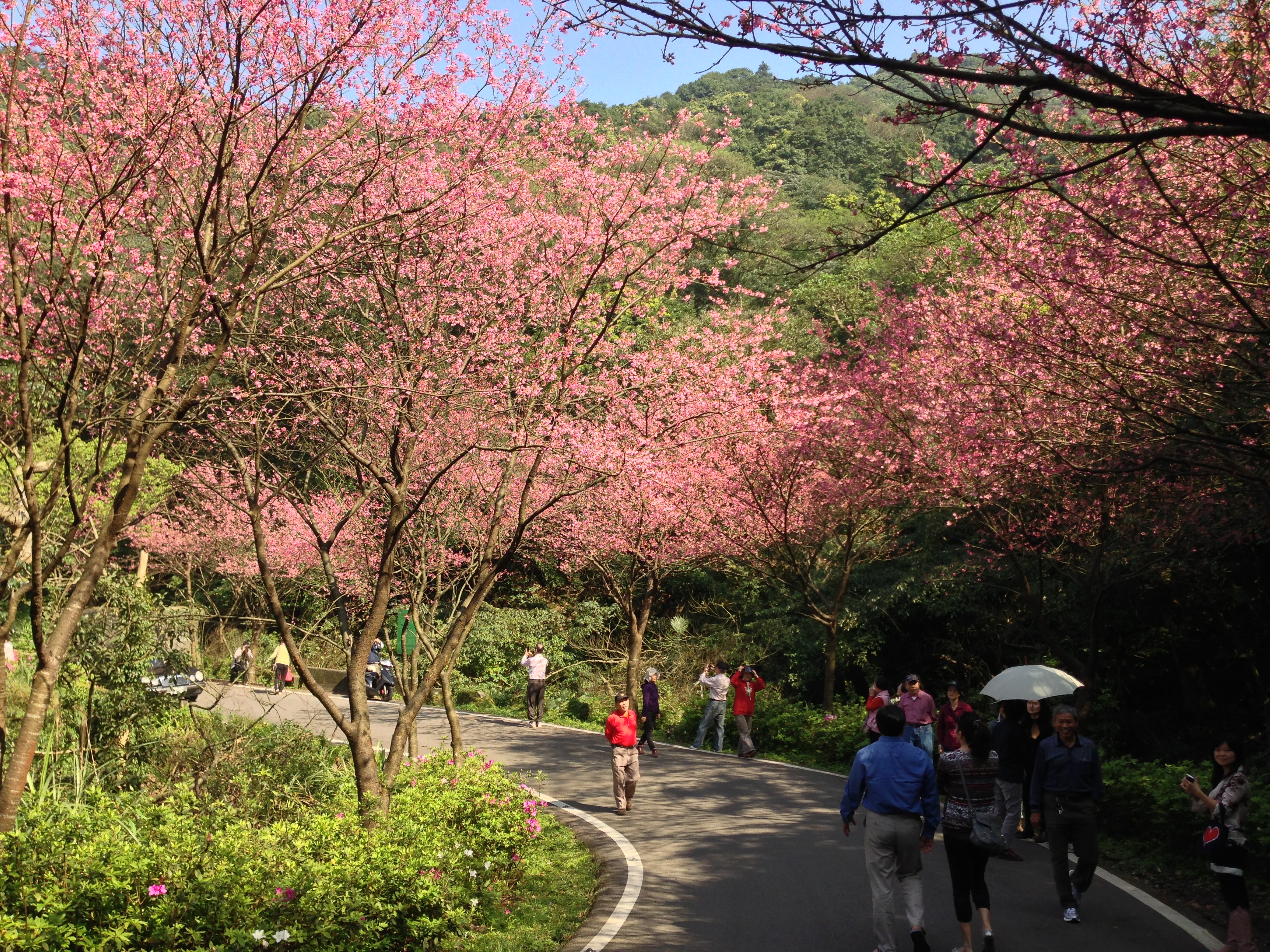 三芝青山路每年2-3月是櫻花綻放盛期